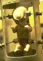 инопланетный эмбрион